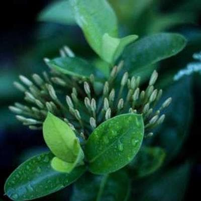 Portrait of Orville Wright